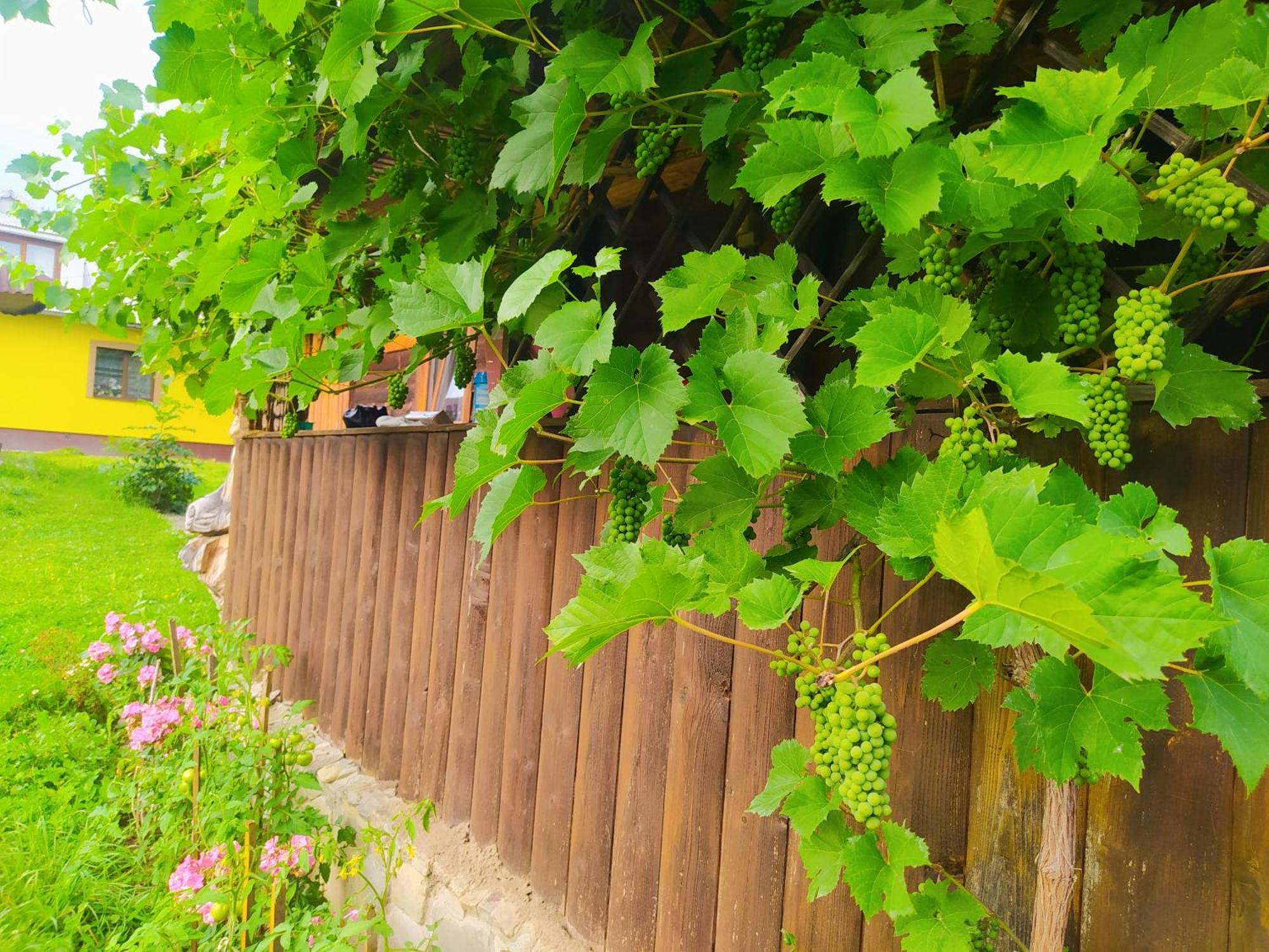 Starovitska Hata - Ethno-Cottage Verchovyna Exteriér fotografie